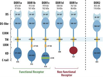 Discoidin domain receptors; an ancient family of collagen receptors has major roles in bone development, regeneration and metabolism